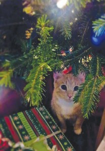 Beau, the editor's cat, wishes everyone a merry Christmas and a happy new year, and reminds you to e-mail photos of your pets for the January Pet Issue!