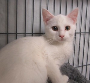 GABBY is a beautiful, 5-month-old white cat, available at Cat Tails. She is a little shy at first, but as soon as you get your hands on her, she’s all purrs.