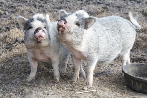 Pinky and Pepper are rescue pigs on Greenlands Farm, and kids can meet them at the weekend petting zoo. Photo by Maud Kelley