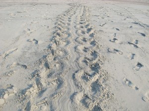 The evidence of a mother Loggerhead sea turtle coming to shore is the marks she leaves behind in the sand. Photo courtesy of the U.S. National Park Service.