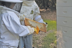 Volunteer beekeepers from the Brunswick County Beekeepers Association remove the wax slats from the hive stands. Photo by Kris Beasley