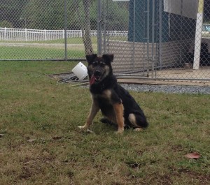 BABY BEAR: SOAR is looking for a foster home for this precious, but extremely scared Shepherd mix. Baby Bear is approx. 1-year-old and 27-30 lbs.  Though she LOVES and trusts other animals - she is petrified of people.  It will take a special person to foster and work with her.  She needs someone with lots of patience and needs to be fostered with another dog(s).  We will provide all the info that we have on her. Please call SOAR for more information!