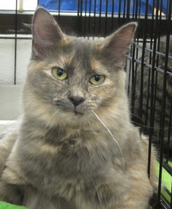 JOLENE is a 7-month-old, long-haired pastel torti from Cat Tails. She used to be afraid but has decided that people are her friends and now she loves the attention!