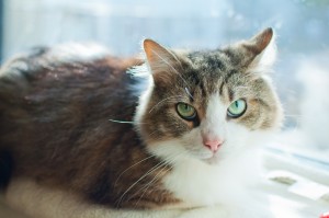 Hello! I'm BABY KITTY from Brunswick County Sheriff's Office APS, a 4-year-old neutered Maine Coon kitty. In case you didn't guess by the name, I enjoy being pampered and spending lazy afternoons basking in the sun or snuggling on the couch. I would love to join a family who will love (and hopefully spoil) me, so please come spend some quality time with me to see if I'm the kitty for you! #A068993