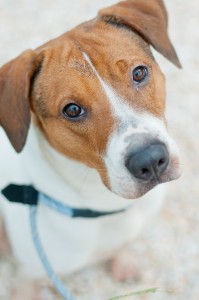 Hi! I'm RUBY from Brunswick County Sheriff's Office APS, and I'm a female Walker hound mix, just over a year-and-a-half old. I'm such a friendly gal! My wish is to be the best sidekick ever—whether that's joining you for a hike in the woods, a stroll on the beach, or an afternoon nap on the couch! I've got so much love and loyalty waiting to be shared with a great family! #A068279