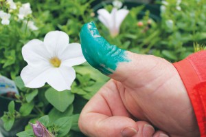 It's confirmed: Hal Bridgers has a green thumb! Photo by Kris Beasley