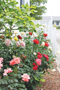 Roses are in full bloom at Lois Jane's Riverview Inn, just in time for the Southport in Bloom Garden Tour to be held Saturday, June 7th. Photo by Sara Beth McLamb