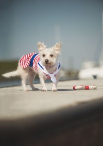 On Dilly: Sailor Dress by Dogo, $23.99; collar by Up Country, $20.99; lead by Pet Gear, $12; rope toy by Jax and Bones, $14.99; all from Four Legs Good Pet Boutique (310 N. Howe St., 910-457-0115).