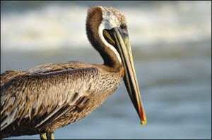 Live brown pelicans will be on-hand with the Sea Biscuit Wildlife Shelter during the NC Maritime Museum's 'NC Wild' Second Saturday Program. Guests will be able to get up close and personal with our area's critters at the event. Public domain photo