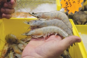 When selecting shrimp, ensure the bodies are firm. Chef Steve encourages leaving the shrimp intact, heads and all, as the flavor is more full when cooking this way. Photo by Kris Beasley