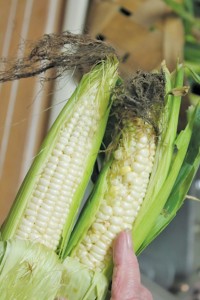 5. Corn (yellow, white or tri color; no real difference in taste)  Where to buy: Grocery stores and roadside produce markets or farms What to look for: Peel back the husk to view the kernels. They should be well formed and in even rows. Be sure that they kernels on the tip are smaller. If they are the same size as the ones below, it will be tough.  Don't buy if: The kernels or rows are not uniform. If there are missing kernels.  How to cook: Shuck corn and remove silks. Fill large pot with water.  Put 1/4 cup of sugar in the water.  Bring to a boil. Put corn in boiling water and cook for 7 minutes and remove pot from the heat. Do not overcook. Drain corn and serve with butter, salt and pepper.