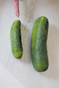 7. Cucumbers Where to buy: Grocery stores and roadside produce markets or farms What to look for: No longer than six to seven inches. Dark green in color. With a diameter of no more than three inches. Smaller is best. Don't buy if: Pale in color or yellowish green. Longer than eight inches.  Thicker than three inches. Wrinkled or soft or flexible.  How to prepare: Peel, slice in medallions and sprinkle with salt or place in a bowl and add cider vinegar.