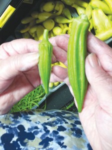 4. Okra Where to buy: Grocery stores and roadside produce markets or farms What to look for: Small pods, no bigger than three inches; two inches is optimum. Bigger is not better. Don't buy if: They are longer than three inches and you cannot pierce the skin with your fingernail. Big okra will be tough. Best way to cook: Slice each pod into 1/4-1/2 inch chucks. Discard the top and tip of okra. Okra is slimy, so use a sharp knife. Heat a large non-stick pan (non-stick is best as okra can stick easily) over medium heat.  Add three tablespoons of oil (any kind of oil will work). Add okra to the pan.  Salt to taste. Sprinkle lightly with some cornmeal to absorb the slime (optional). Cook for 5 minutes and then stir carefully. It will be gooey at first but it will go away. You will need to cook for roughly 20 to 30 minutes, stirring often to keep the okra from burning. Adjust your heat and add oil if it begins to really stick to the bottom of the pan. You will know it is done when each chunk is soft the edges are browned. 