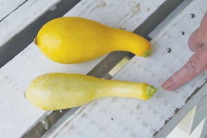 2.  Yellow Squash Where to buy: Grocery stores and roadside produce markets or farms What to look for: Pale yellow in color.  No bigger than the size of your hand, from the bottom of your palm to the tip of your middle finger. Don't buy if: Dark yellow, skin is warty, bigger than your hand. Bigger is not better. Best way to cook: Slice squash crosswise into 1/4-inch medallions.  Slice an onion in rings. Use a big skillet, and over medium heat, melt one stick of butter or 1/4-cup of olive oil. Add all the squash and onions. Sprinkle to taste with salt and pepper. Cover and cook for roughly 20 minutes until the squash is fork tender. You should stir several times during the 20 minutes.