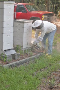 Dr. Keith Reschly smokes the bees with burning pine straw so the stinging insects—North Carolina's state insect, in fact—will mellow out before harvest. Photo by Kris Beasley