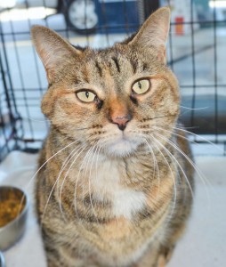 My name is BELLA (Adopt-an-Angel) and I am a wonderful cat. I am calm and low key, and a little shy until I gain confidence in my new home. I am playful, but don’t demand to play. I like to be petted and to cuddle, but I don’t demand your attention. I like to spend much of my day in a comfortable spot looking out the window, especially on nice days when there are birds and lizards and bugs to watch. For a while there was another cat in my foster home. He thought that we should play and roughhouse together. I was really happy when he found his forever family. Although I would rather be an only cat, I do OK with well behaved dogs. It took me about 2 weeks to get comfortable being around the two big dogs who live in my foster home. Now I am pretty sure I am the boss of them.  