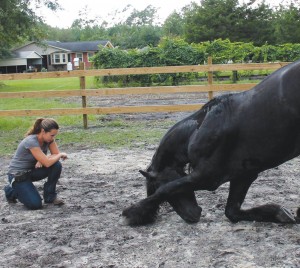 Trainer Lauryn Zepeda of Bolivia specializes in positive reinforcement training; she’s seen here working with a stallion, teaching him to bow. Photo courtesy of Lauryn Zepeda.