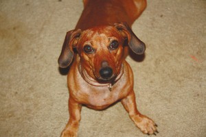 Hi there, my name is CINNAMON (R.A.C.E.), and I am a 7-year-old red Dachshund. I will require a quiet home as I get nervous if it is loud and crazy. I am very loving but I need to be introduced slowly. Once we are friends I will be the perfect companion! I do fine with other dogs. I am completely vetted and ready for my new home.