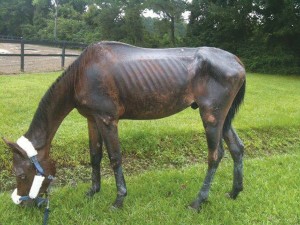 Before Zepeda’s care, Ranger was malnourished and had been tied up to a post. Photo courtesy of Lauryn Zepeda.