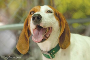 I was given the name VALENTINE (Paws Place) because a kind lady found me frightened all alone by the railroad tracks on Valentine’s Day last year and she brought me to Paws Place. As you can see, I’m a beautiful hound mix and also very playful. I’m up to date on shots and on heartworm prevention. I really like when I go to Meet & Greets. I get to meet all kinds of people and learn all kinds of new things that I have not experienced before. I get along with most dogs, so if you already have a four-legged family member, I’d like the chance to see how we would do together. Do you have room in your heart for sweet “Valentine?”  