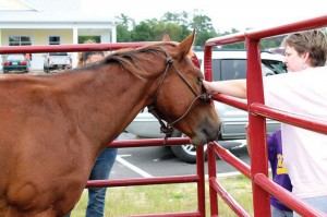 Ranger, a LOPE Rescues horse being trained by Lauryn Zepeda, accepts loving pets. Courtesy photo